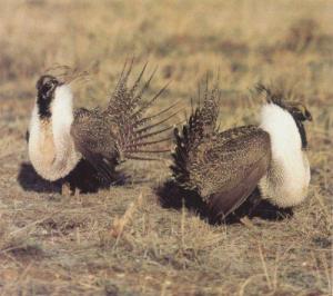 courtship-lek-Grouse