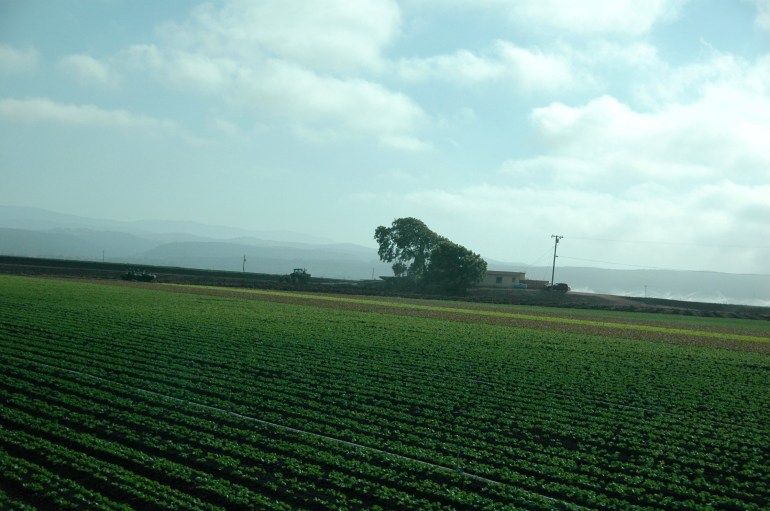 salinas-crops