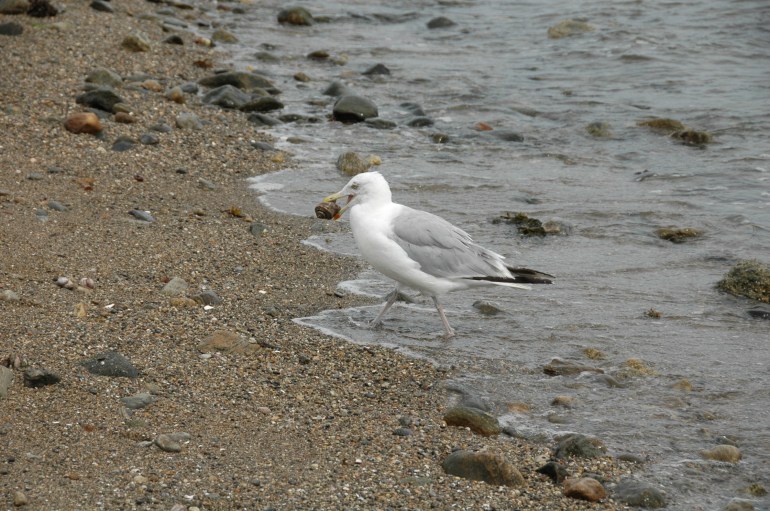 Seagull
